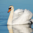 Cygne tuberculé dans la Somme